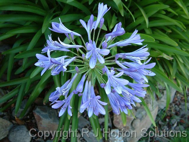 Agapanthus blue